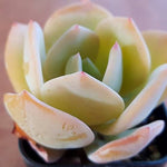 PRESALE Echeveria HAKUHOU, (Random)