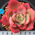 SPECIAL! JUST CART!!! PRESALE Echeveria Unknown