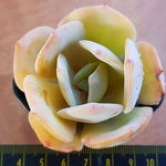 PRESALE Echeveria HAKUHOU, (Random)