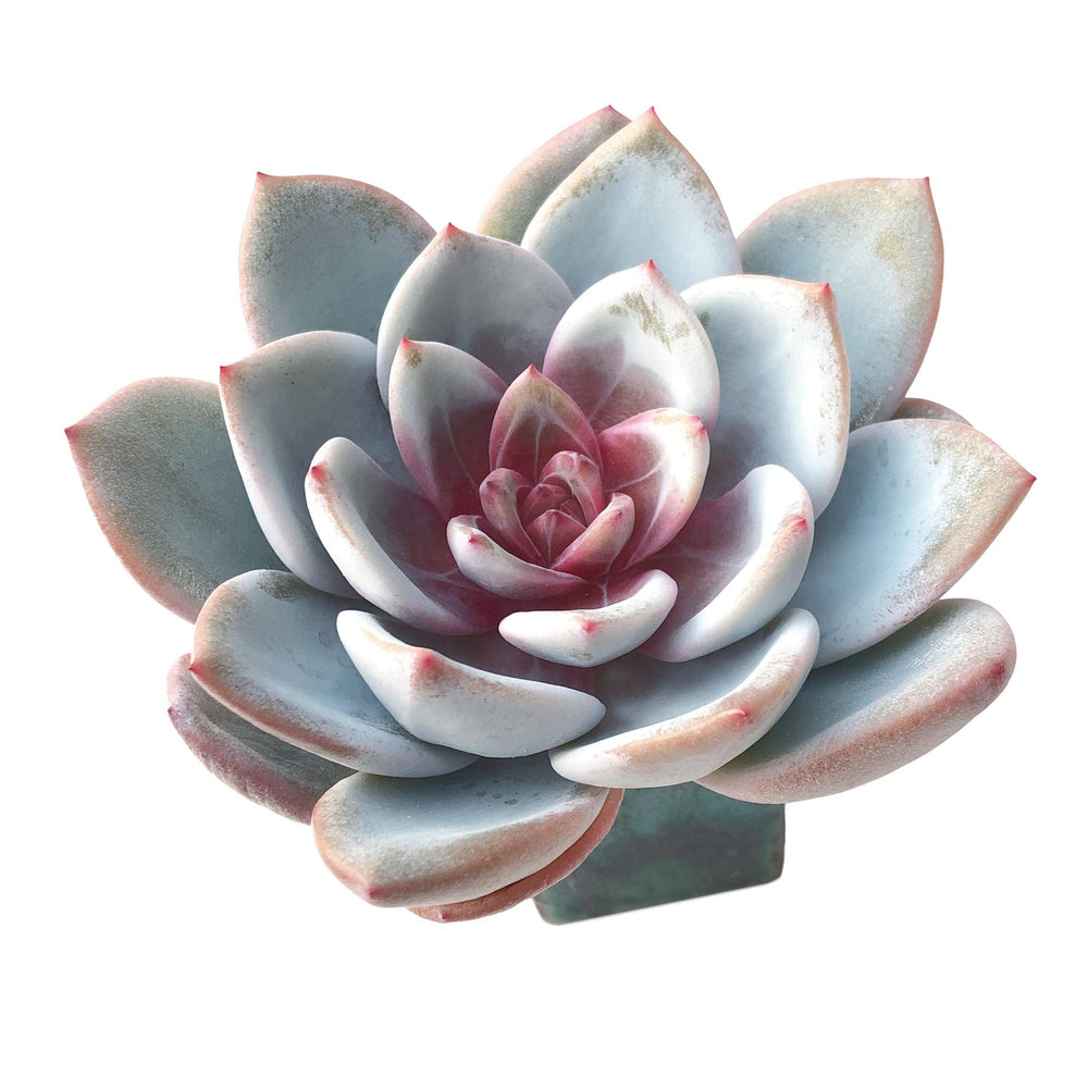 Echeveria Ivory Sp.