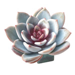 Echeveria Ivory Sp.