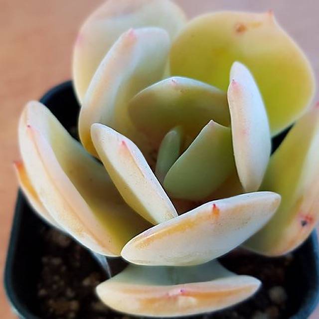 PRESALE Echeveria HAKUHOU, (Random)