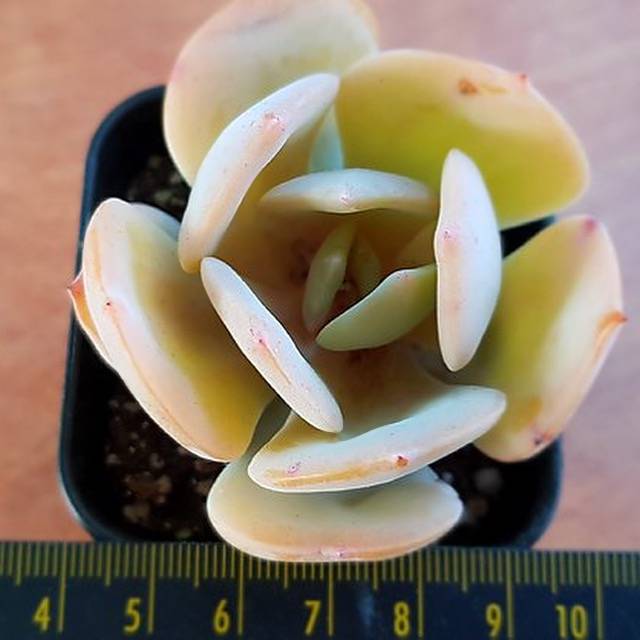 PRESALE Echeveria HAKUHOU, (Random)