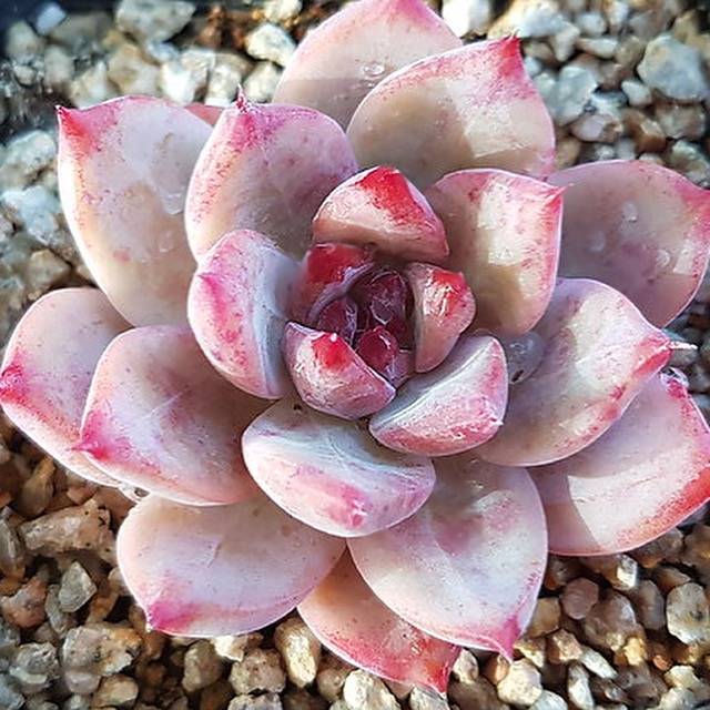 PRESALE Echeveria Colorata (Australian Origin), (Random)