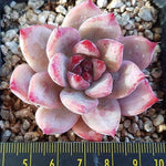 PRESALE Echeveria Colorata (Australian Origin), (Random)