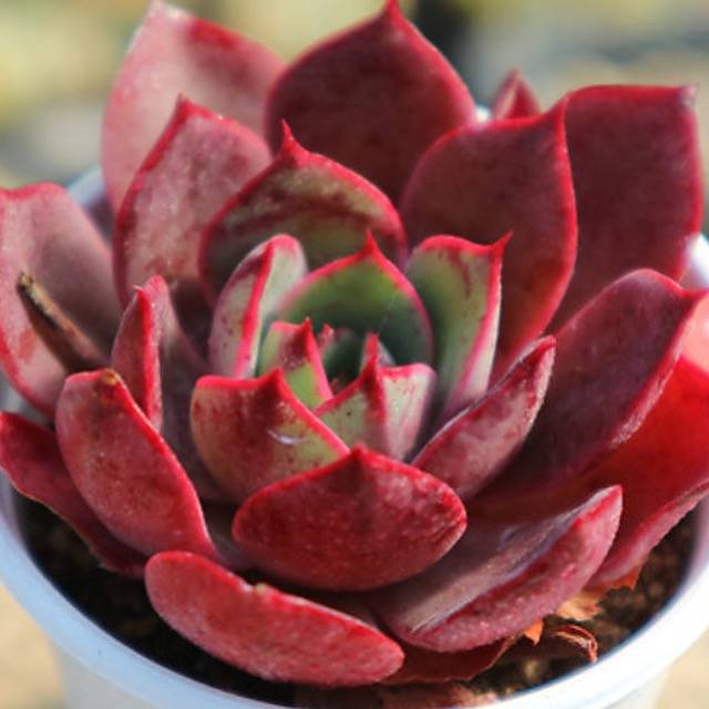 PRESALE Echeveria Fireensis, (Random)