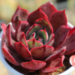 PRESALE Echeveria Fireensis, (Random)