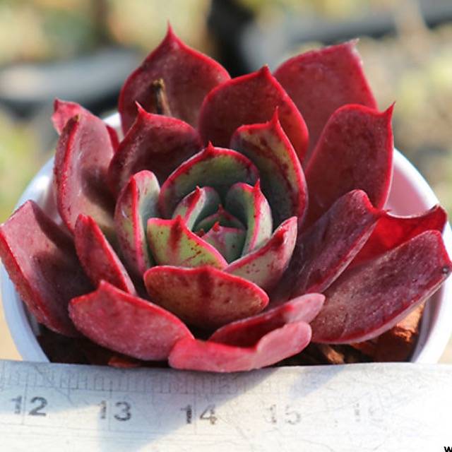 PRESALE Echeveria Fireensis, (Random)