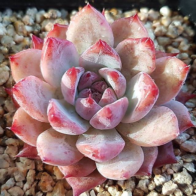 PRESALE Echeveria Colorata (Australian Origin), (Random)