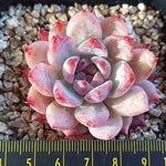 PRESALE Echeveria Colorata (Australian Origin), (Random)