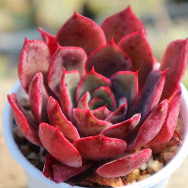 PRESALE Echeveria Fireensis, (Random)