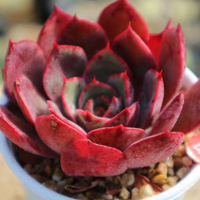 PRESALE Echeveria Fireensis, (Random)