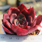 PRESALE Echeveria Fireensis, (Random)