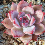 PRESALE Echeveria Colorata (Australian Origin), (Random)