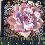 PRESALE Echeveria Colorata (Australian Origin), (Random)