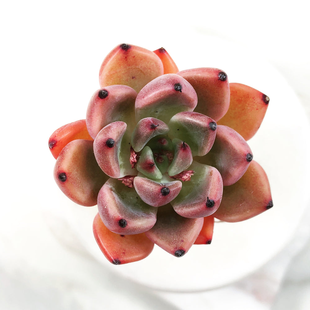 Echeveria Star Velvet