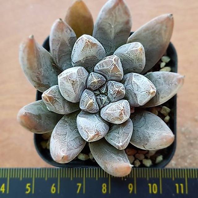 PRESALE Echeveria Tolimanensis, (Random)