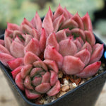 PRESALE Echeveria Spicy Cluster, (Not so Random)