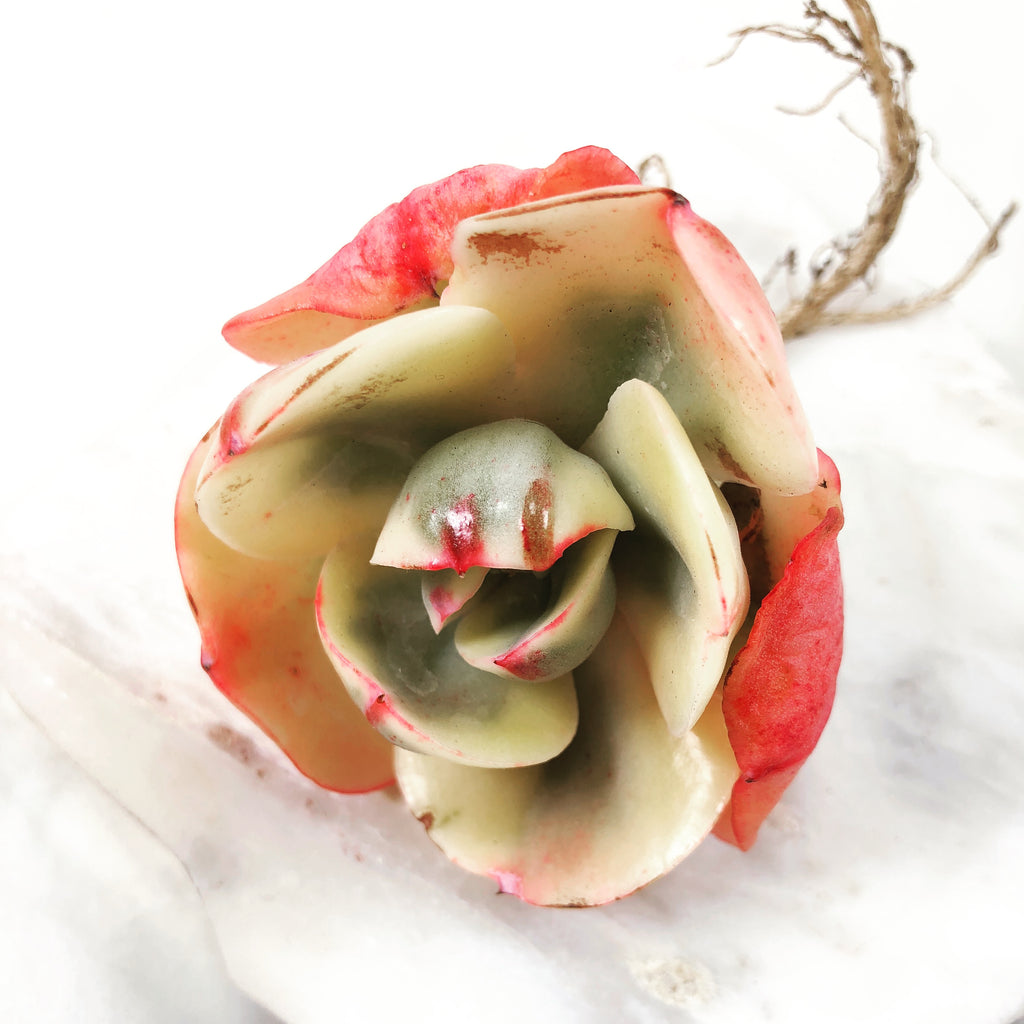 Echeveria 'Angpang' – Cedar Creek Farmhouse