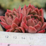 PRESALE Echeveria Spicy Cluster, (Not so Random)