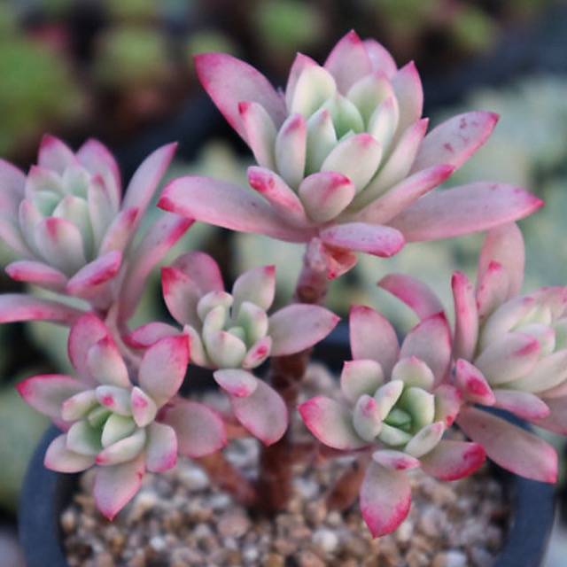 PRESALE Graptoveria Mini Belle, Variegata, (Not so Random)