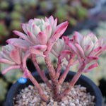 PRESALE Graptoveria Mini Belle, Variegata, (Not so Random)