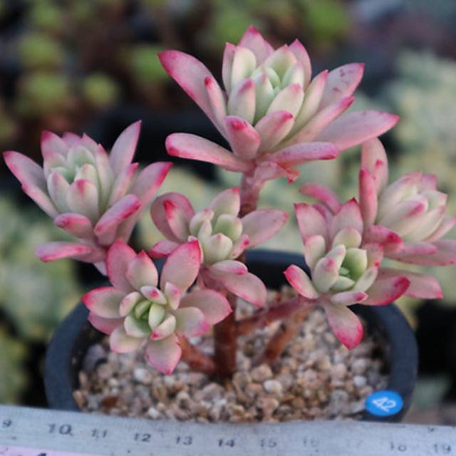 PRESALE Graptoveria Mini Belle, Variegata, (Not so Random)