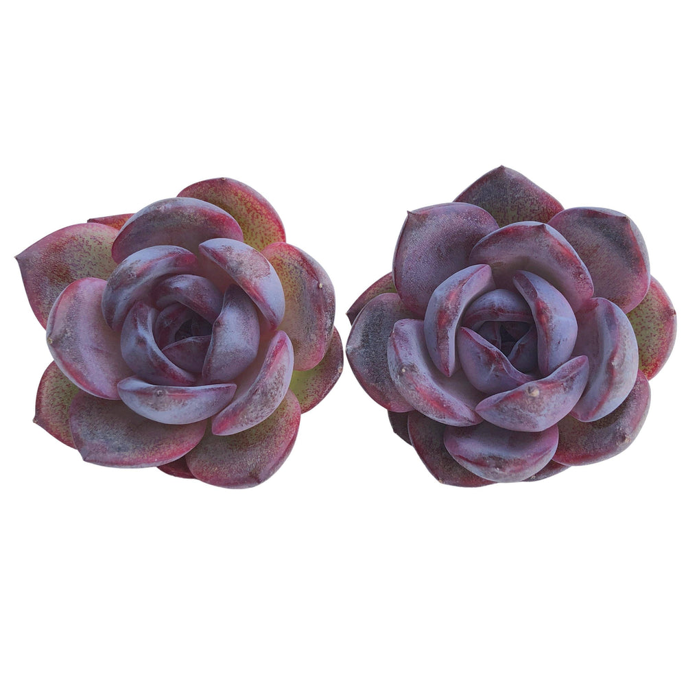 SPECIAL REQUEST! Echeveria Odette (x2)