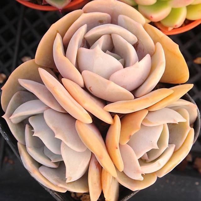 PRESALE Echeveria Marilyn, (Not so Random)