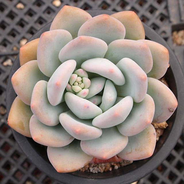 succulent peach PRESALE Echeveria Peach Berry, (Random) – Cedar Creek Farmhouse