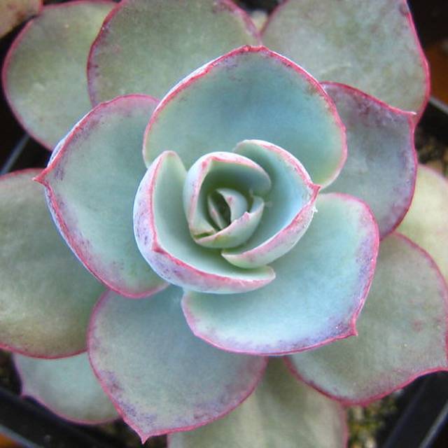 PRESALE Echeveria DaVinci Code, (Random)