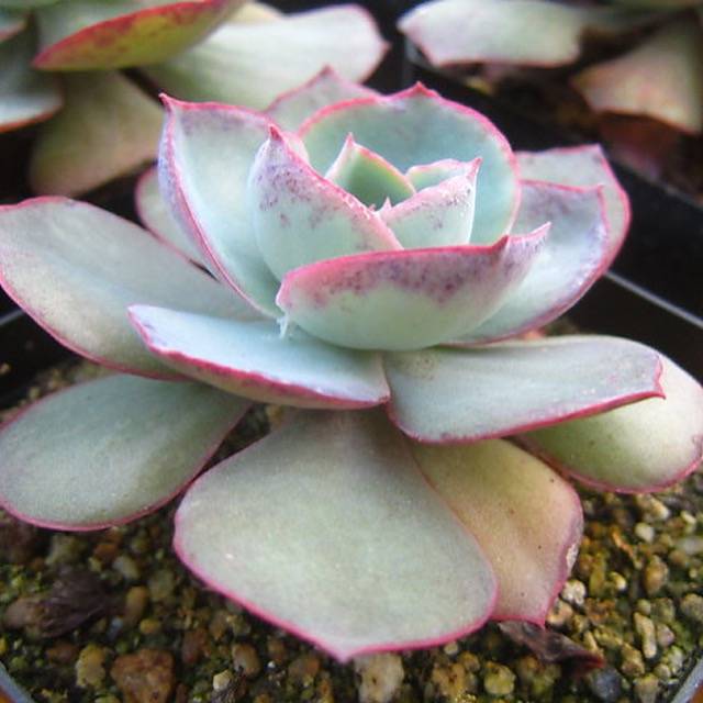 PRESALE Echeveria DaVinci Code, (Random)