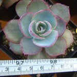 PRESALE Echeveria DaVinci Code, (Random)