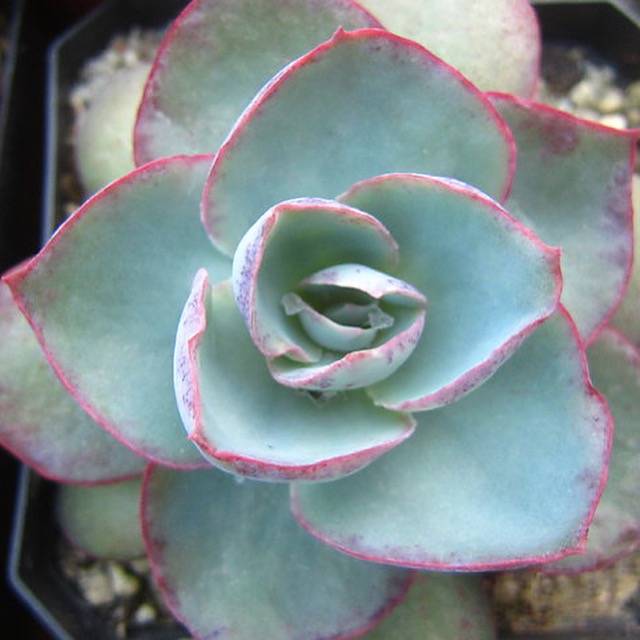 PRESALE Echeveria DaVinci Code, (Random)