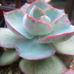 PRESALE Echeveria DaVinci Code, (Random)