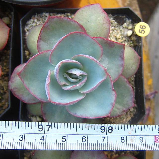 PRESALE Echeveria DaVinci Code, (Random)