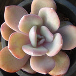 PRESALE Echeveria Cream Tea, (Random)