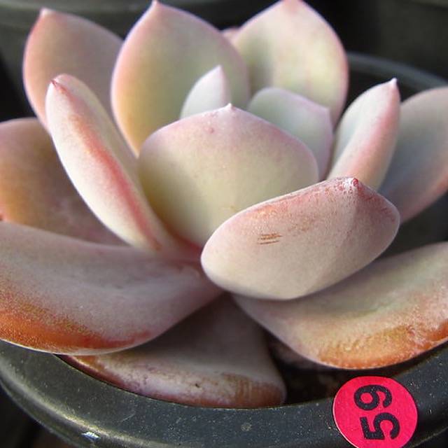 PRESALE Echeveria Cream Tea, (Random)