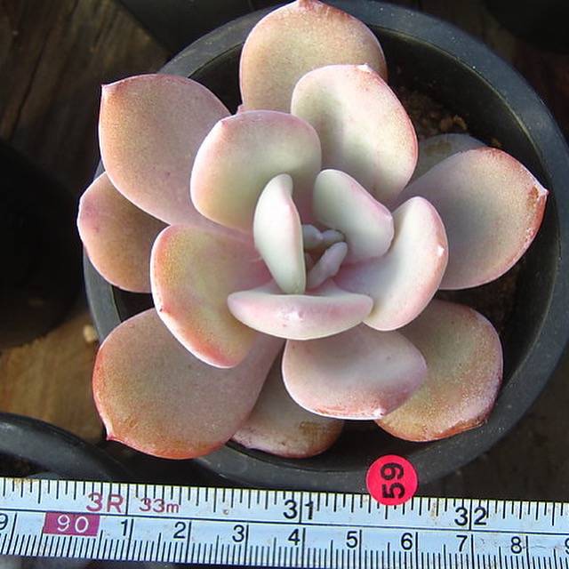 PRESALE Echeveria Cream Tea, (Random)