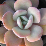 PRESALE Echeveria Cream Tea, (Random)