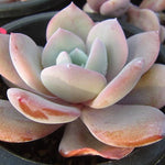 PRESALE Echeveria Cream Tea, (Random)