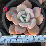 PRESALE Echeveria Cream Tea, (Random)