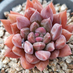 PRESALE Pachyphytum Compactum Sp. 'Kokomo,' (Not so Random)