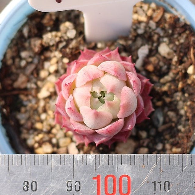 Presale Echeveria 'Charlotte'