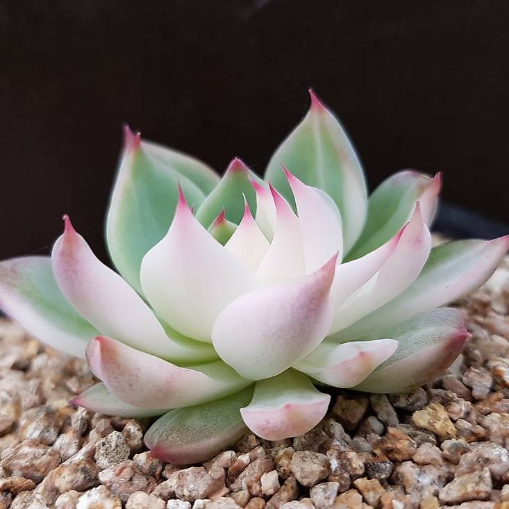 PRESALE Echeveria Chihuahuaensis, Variegata, (Not so Random)
