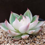 PRESALE Echeveria Chihuahuaensis, Variegata, (Not so Random)