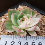 PRESALE Echeveria Chihuahuaensis, Variegata, (Not so Random)