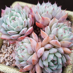 PRESALE Echeveria Tippy Cluster, (Not so Random)