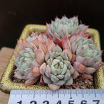 PRESALE Echeveria Tippy Cluster, (Not so Random)