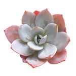 Echeveria 'White Lotus'